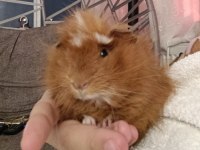 2,5 aylık erkek peru guinea pig bütün eşyaları ile