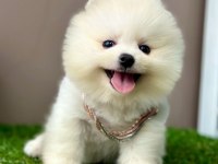 Sevimli Pomeranian Boo Yavrularımız