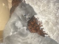 1 aylık British shorthair yavrularım