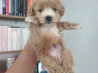 Maltipoo yavru köpekler