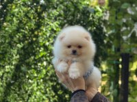 Show Kalite Pomeranian Boo Yavruları