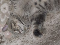 British shorthair mükemmel renk Marsımız ücretsiz