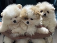 Ankranın en seçkin teddy face pomeranian yavruları