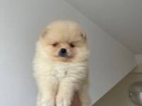 Pomeranian boo yavrularımız