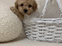 Mini toy poodle kore kan