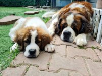 Saint Bernard