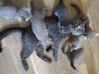 Mavi gözlü British shorthair yavrular sahiplendirilcektir