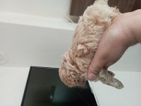 Toy poodle erkek yavrumuz