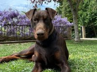 2 AYLIK SAF DOBERMANLAR KIZIL SİYAH