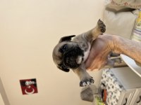 French Bulldog Fawn Dişi