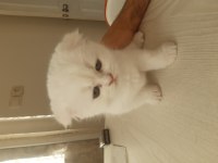 2.5 aylık dişi scottish fold