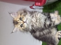 British Golden Longhair