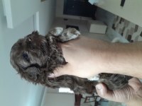 Veterinerden 2 aylık 0 numara terrier yavruları