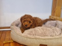 Toy Poodle Yavru