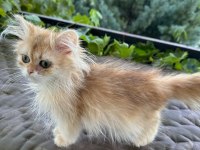 Golden British Longhair