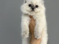 Show Class Yakışıklı Scottish Fold