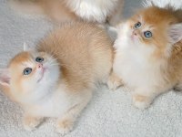 Golden british shorthair yavrular