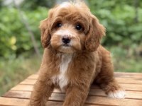 PARTY COLOUR ERKEK ÜST DÜZEY MALTİPOO