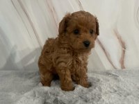 Aile ortamından toy poodle yavrusu