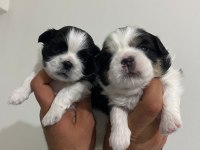 Shih tzu bebekler