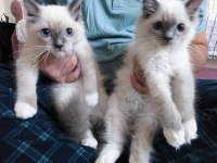 Ragdoll Bebekler