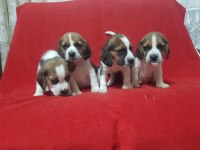 A Klass Beagle Yavrularımız.