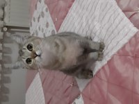Golden British Shorthair