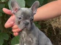 A kalite blue french bulldog yavrularımız