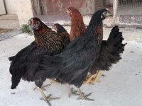 Ücretsiz kargo kapıda ödeme Lohman Brown Tindet Ataks
