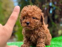 toy poodle 2 aylık