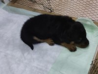Yavru Rottweiler