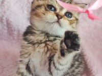 58 günlük tabby renk dişi yavrumuz yeni yuvasına hazır kedim