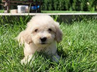 TEA CUP MALTİPOO YAVRULARİ SİZLERİ BEKLİYOR 