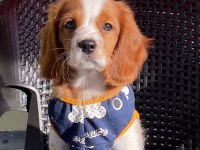 Safkan Cavalier King Charles (Eğitimli)