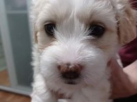 Maltipoo yavrular