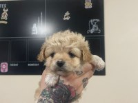 Bebişlerim Kore Anne Kore Babadan Olma Safkan Maltipoo