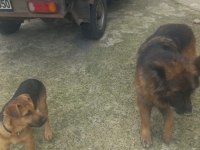 4 aylık alman kurdu erkek köpeğimiz
