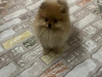 5 Aylık aşıları tam Dişi pomeranian