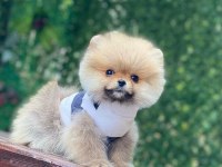 Pomeranian boo yavrular