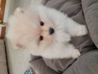 Burbery Tarzı Pomeranian Boo
