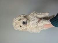 Maltipoo yavrum 55 günlük