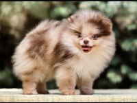 Chocolate Merle Mikro Erkek Yavru Pomeranian (Show)