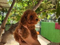 A kalite toy poodle yavrularımız