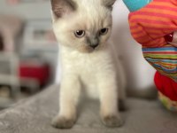 ACİL YAVRU KEDİLERİN İLANI