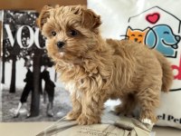 Petmode köpek çiftliğinde ziyarete açık tea cup morkie