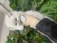 Bebeksi british longhair yavrularım