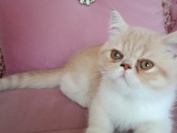 Özel Bakımlı Kediler Böylesi Hiç Bir Yerde Yok