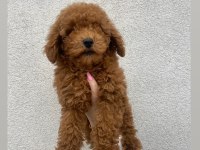 3 aylık erkek toy poodle bebeğimiz