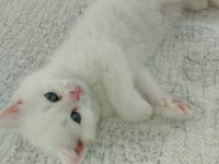 Pamuk british shorthair
