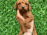 Toy poodle bebekler